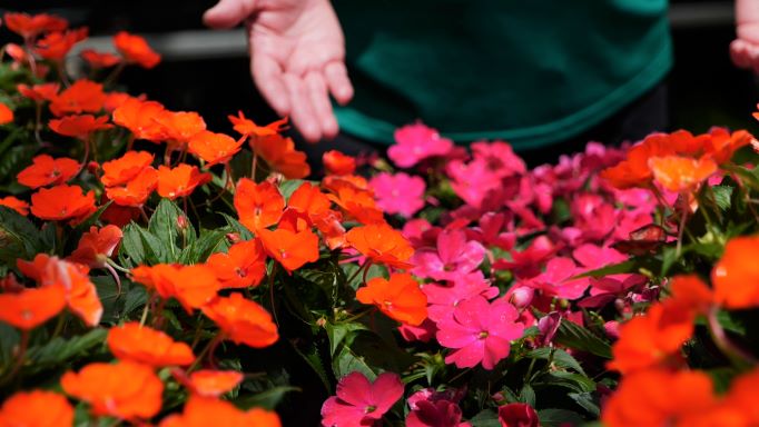 Get It Growing: Colorful Sunpatiens Bloom Through the Summer 